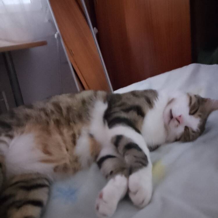 Foto de perfil