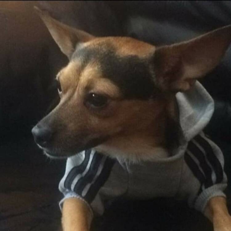 Foto de perfil