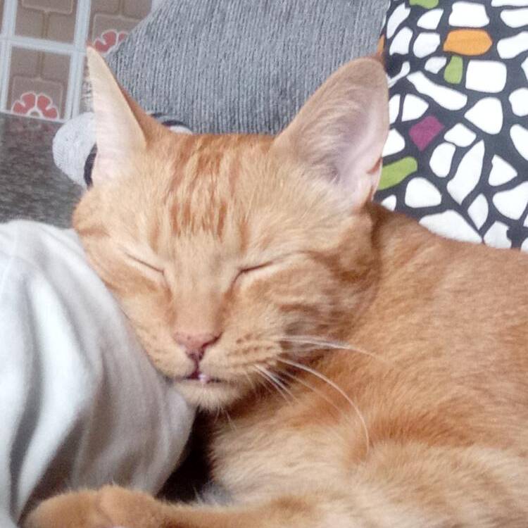 Foto de perfil