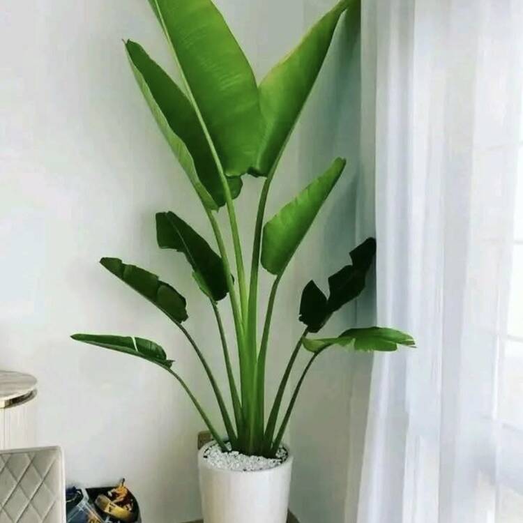 Foto de perfil de Tendre