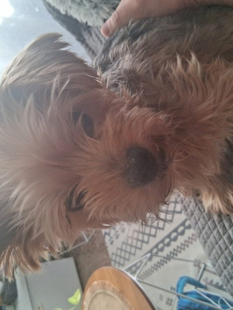 Foto de perfil de Toni