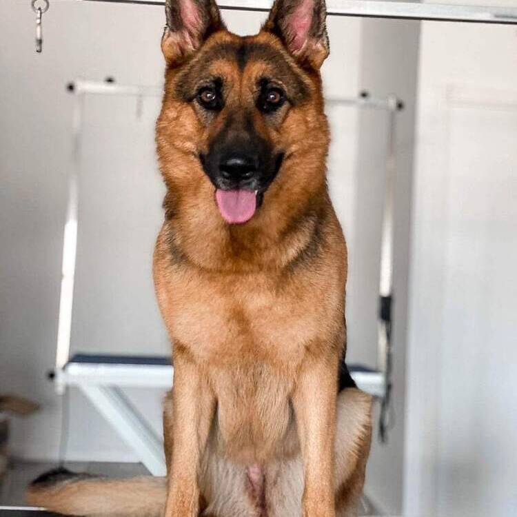 Foto de perfil de Amparo