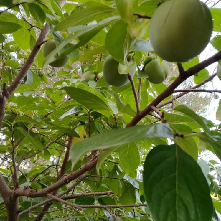 Foto de perfil de Ezra
